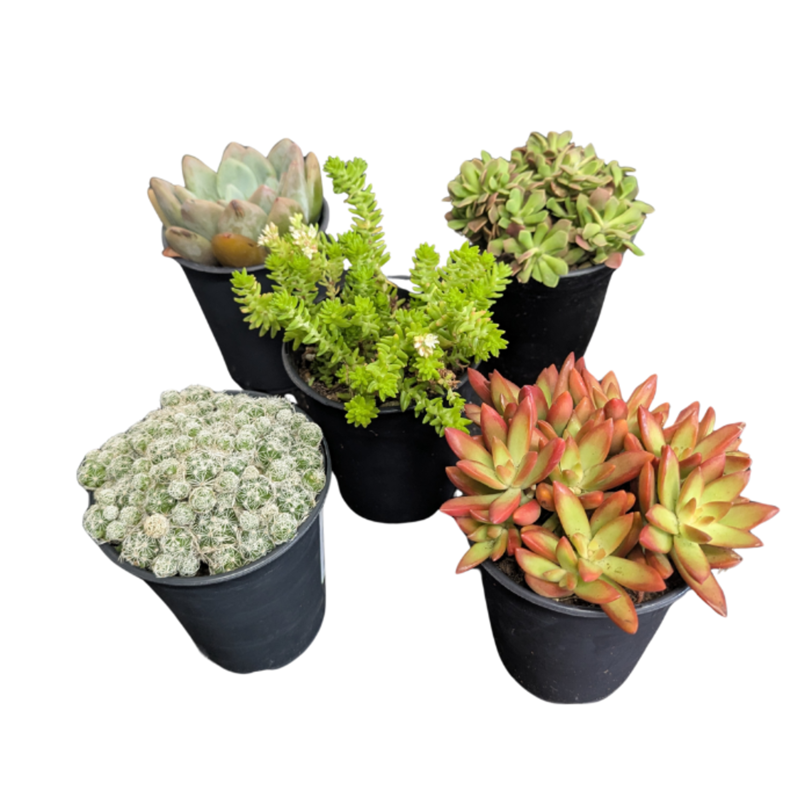 Succulent Assortment in 1QT Pot larger assorted succulents