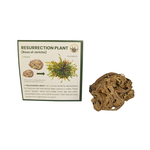 Selaginella lepidophylla Resurrection Plant Kit