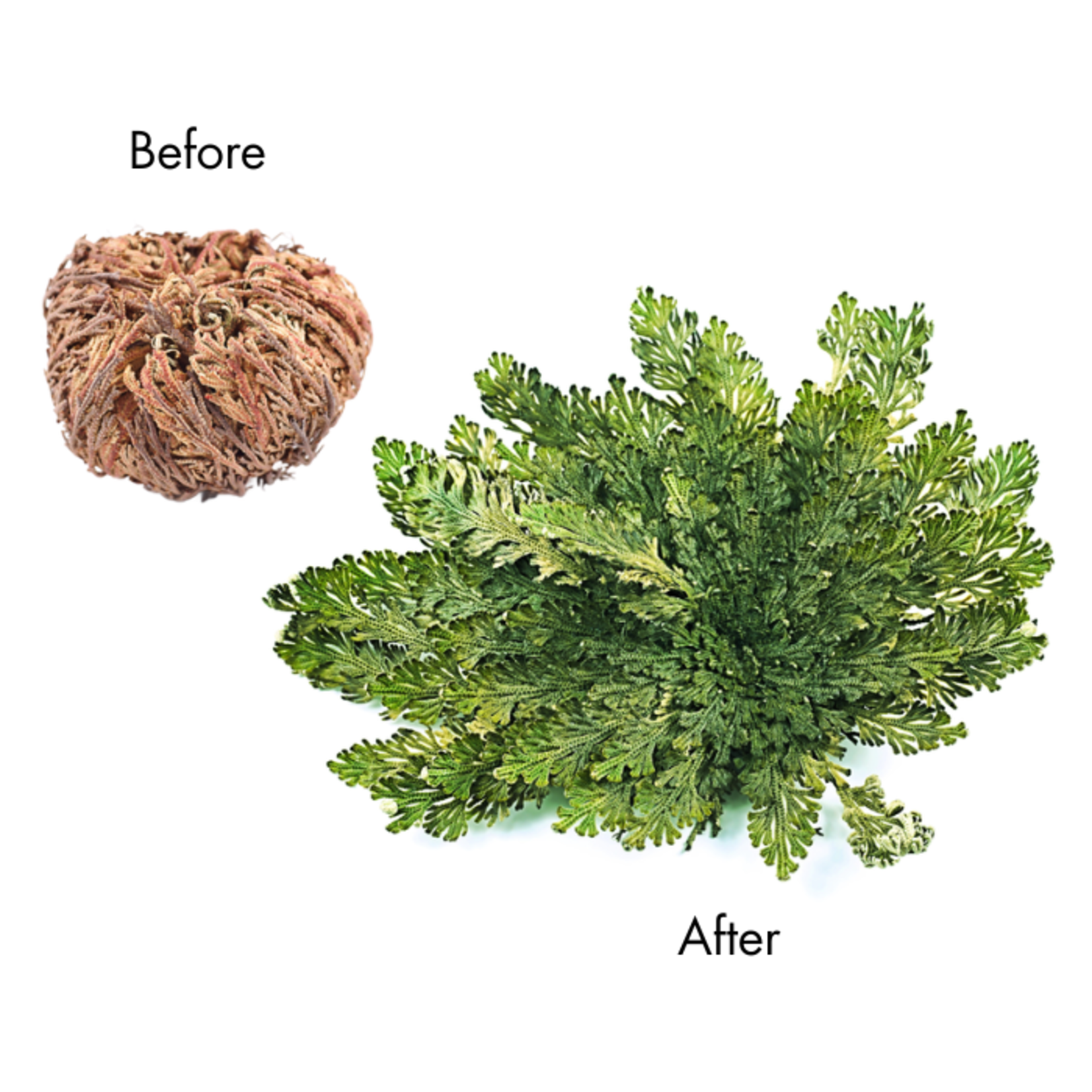 Selaginella lepidophylla Resurrection Plant Kit rehydrates and opens