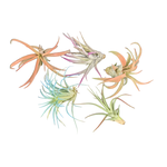Tillandsia sp. Air Plant - Assorted Tinted