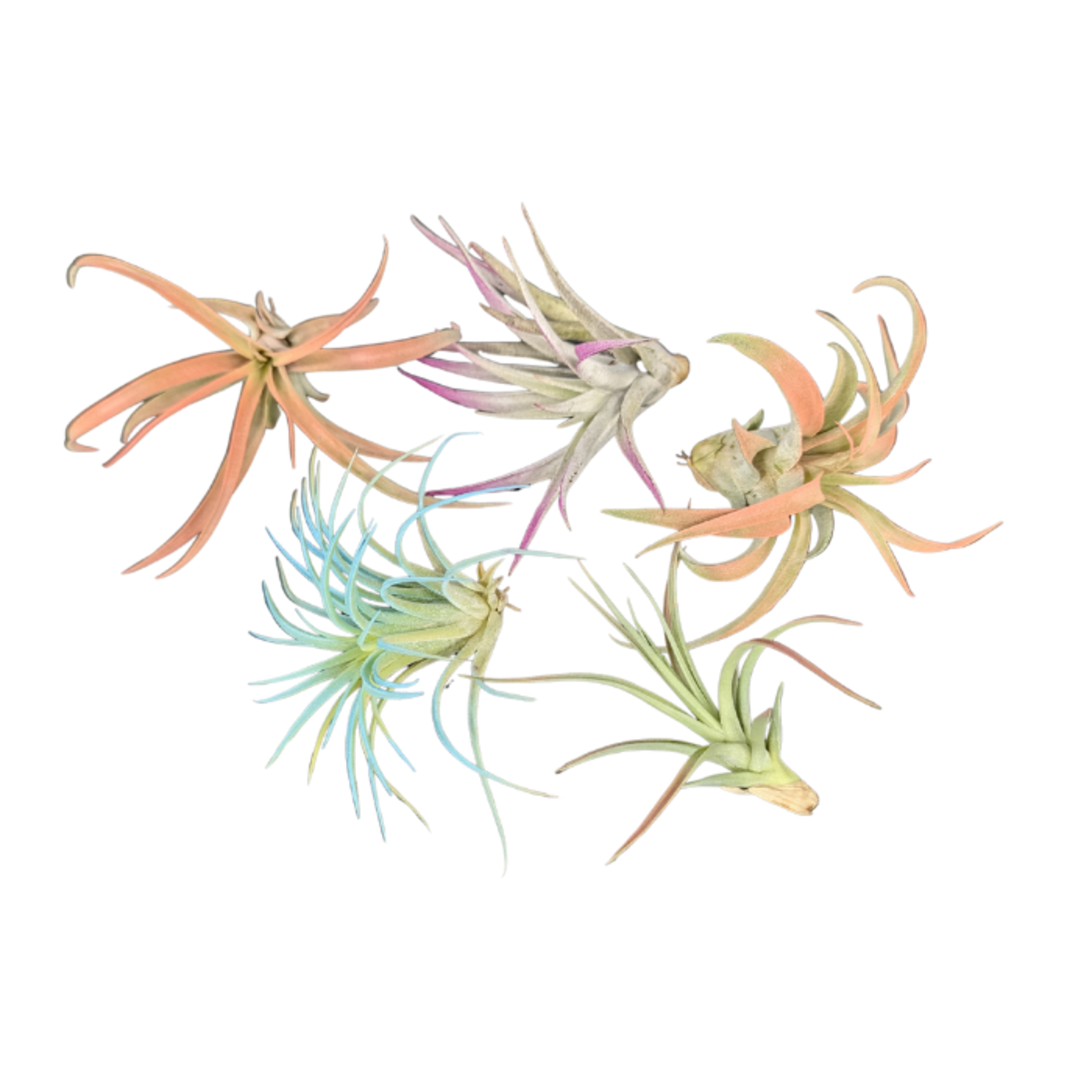 Tillandsia sp. Air Plant - Assorted Tinted colorful air plants