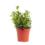 Nematanthus sp. 'Christmas Holly' Goldfish Plant