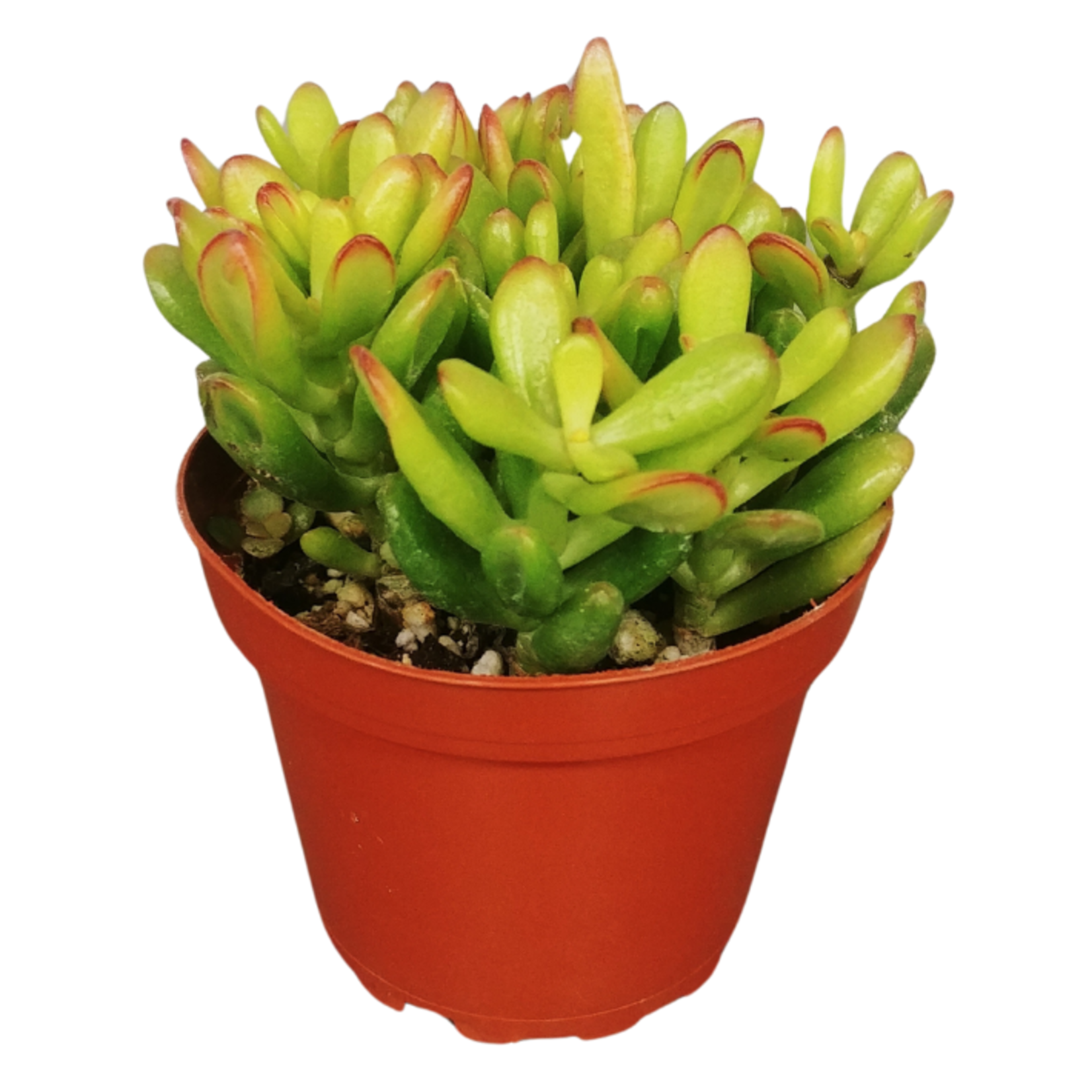 Crassula ovata 'Hobbit' Jade