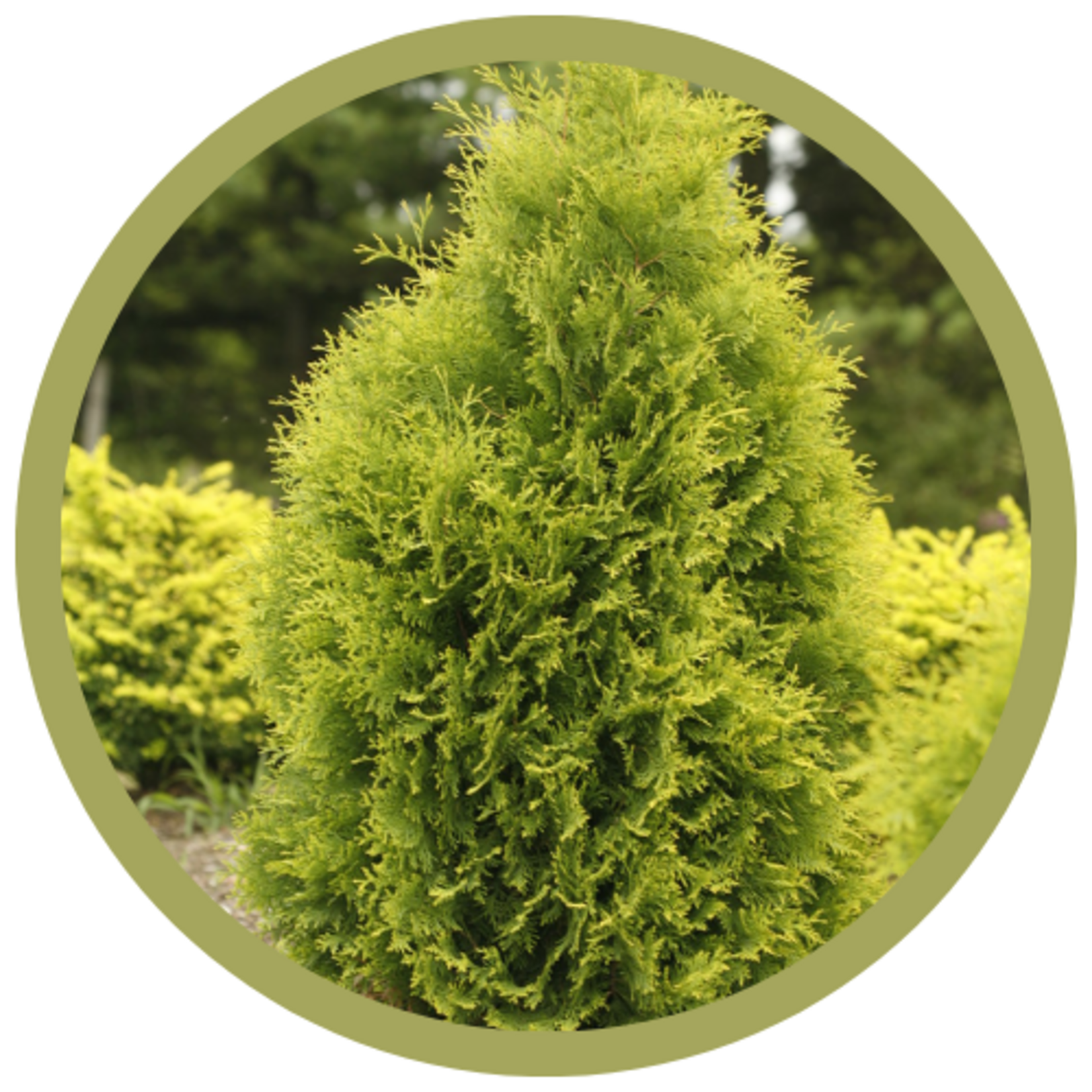Thuja occidentalis 'Polar Gold' Arborvitae