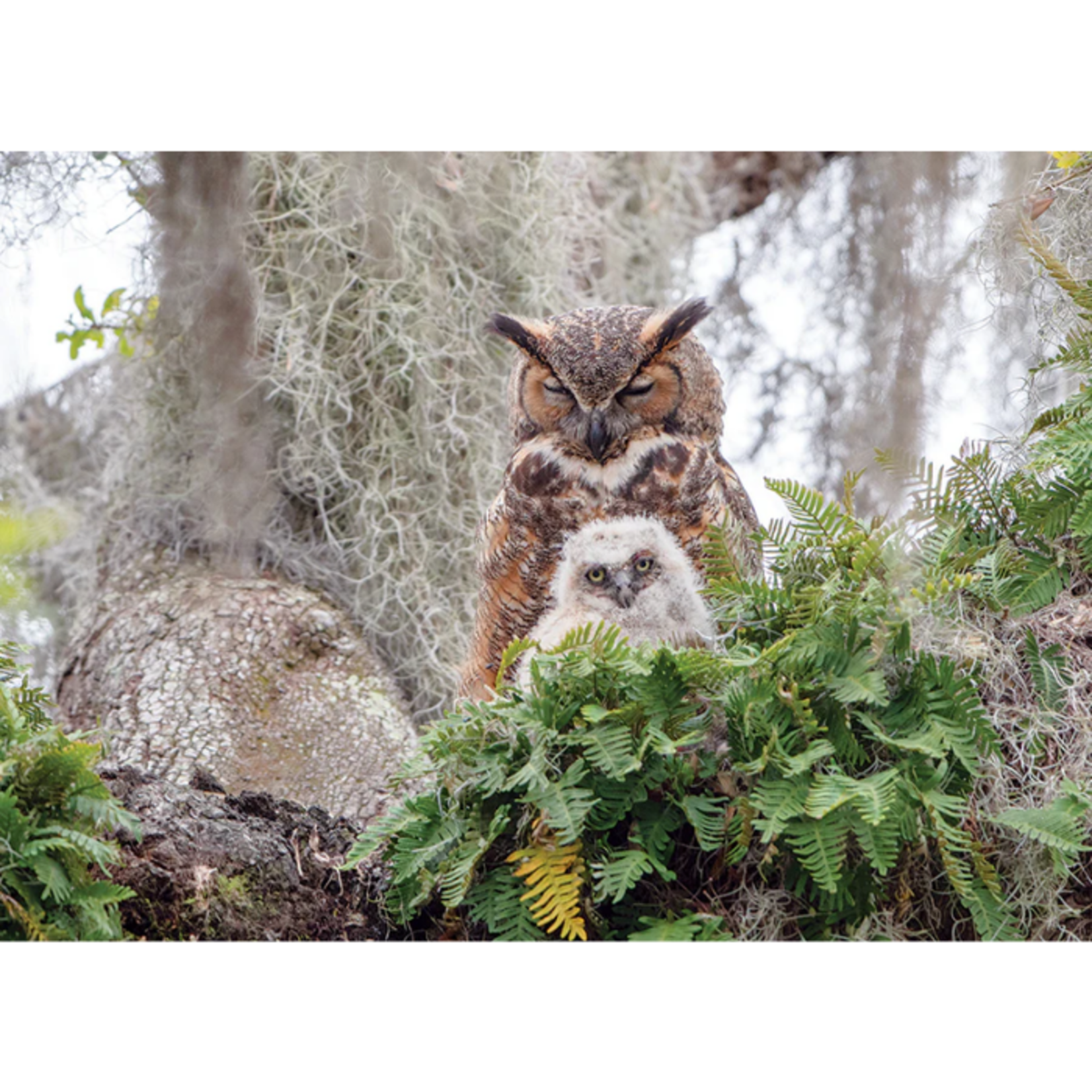 Cobble Hill Cobble Hill - 1000pcs - Great Horned Owl