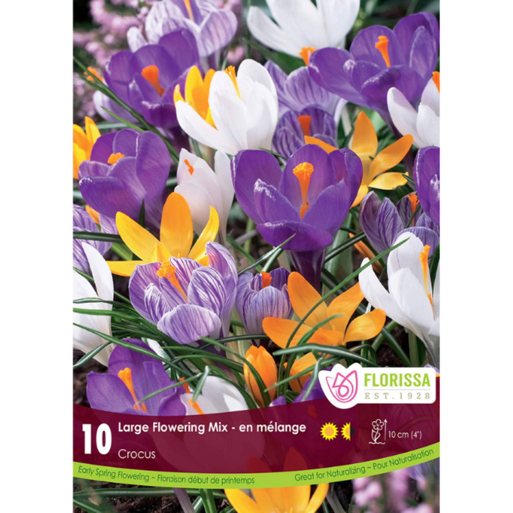 Florissa Crocus Mixed Colours 9/10