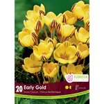 Florissa - Pkg 20 Snowcrocus Early Gold 5/7