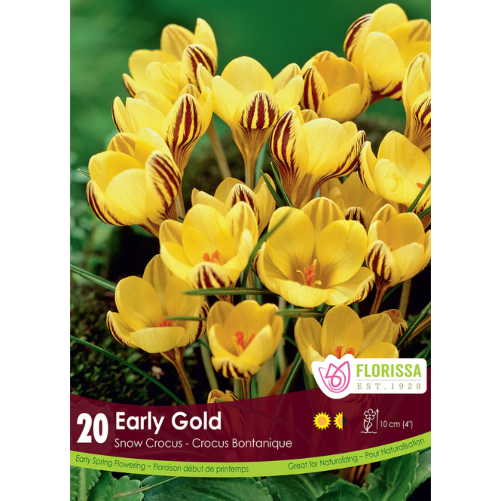 Florissa Snow Crocus Early Gold 5/7