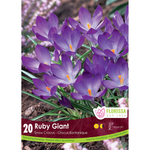 Florissa - Pkg 20 Snowcrocus Ruby Giant 5/7