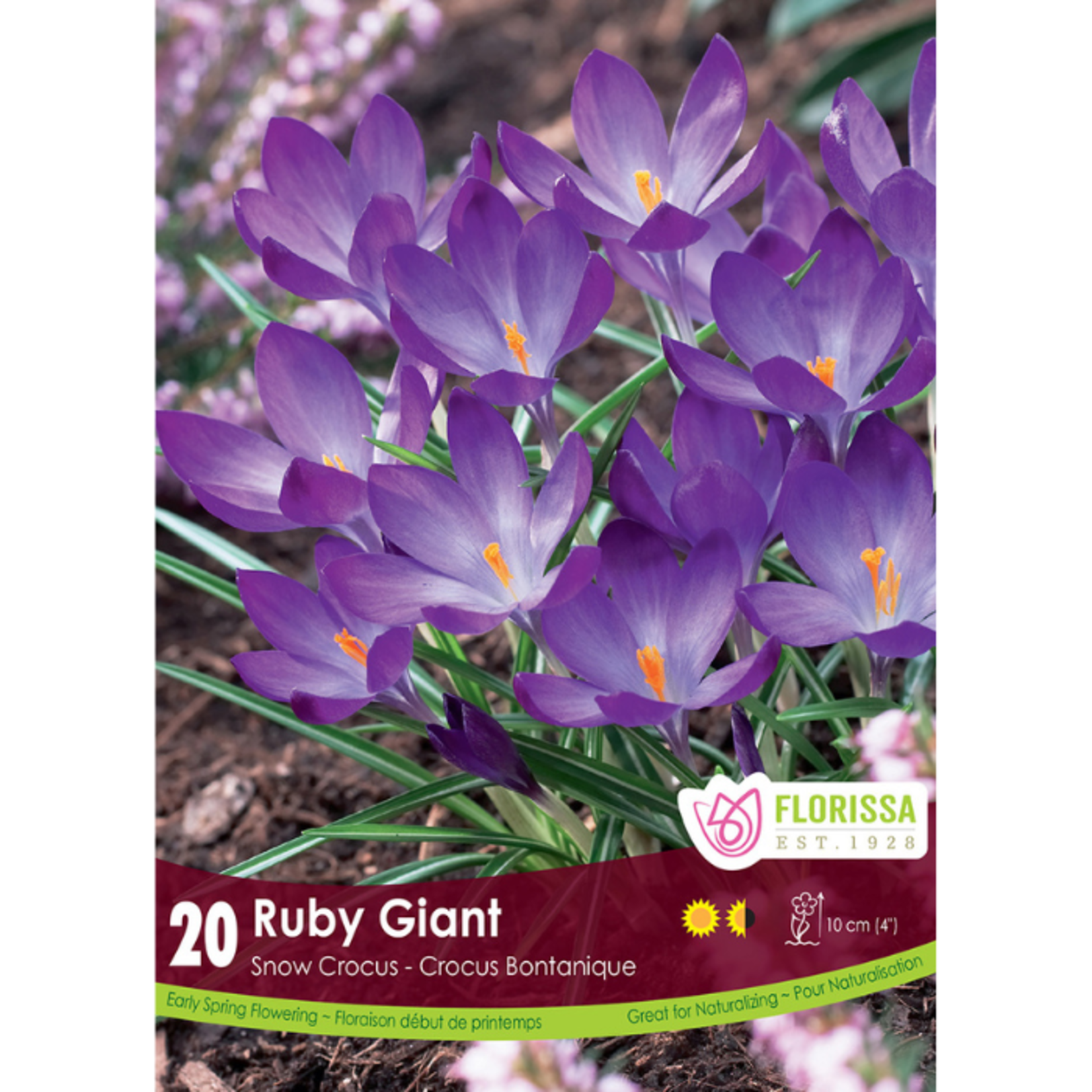 Florissa Snow Crocus Ruby Giant 5/7
