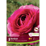 Florissa - Pkg 5 Ranunculus Amandine Bonbon