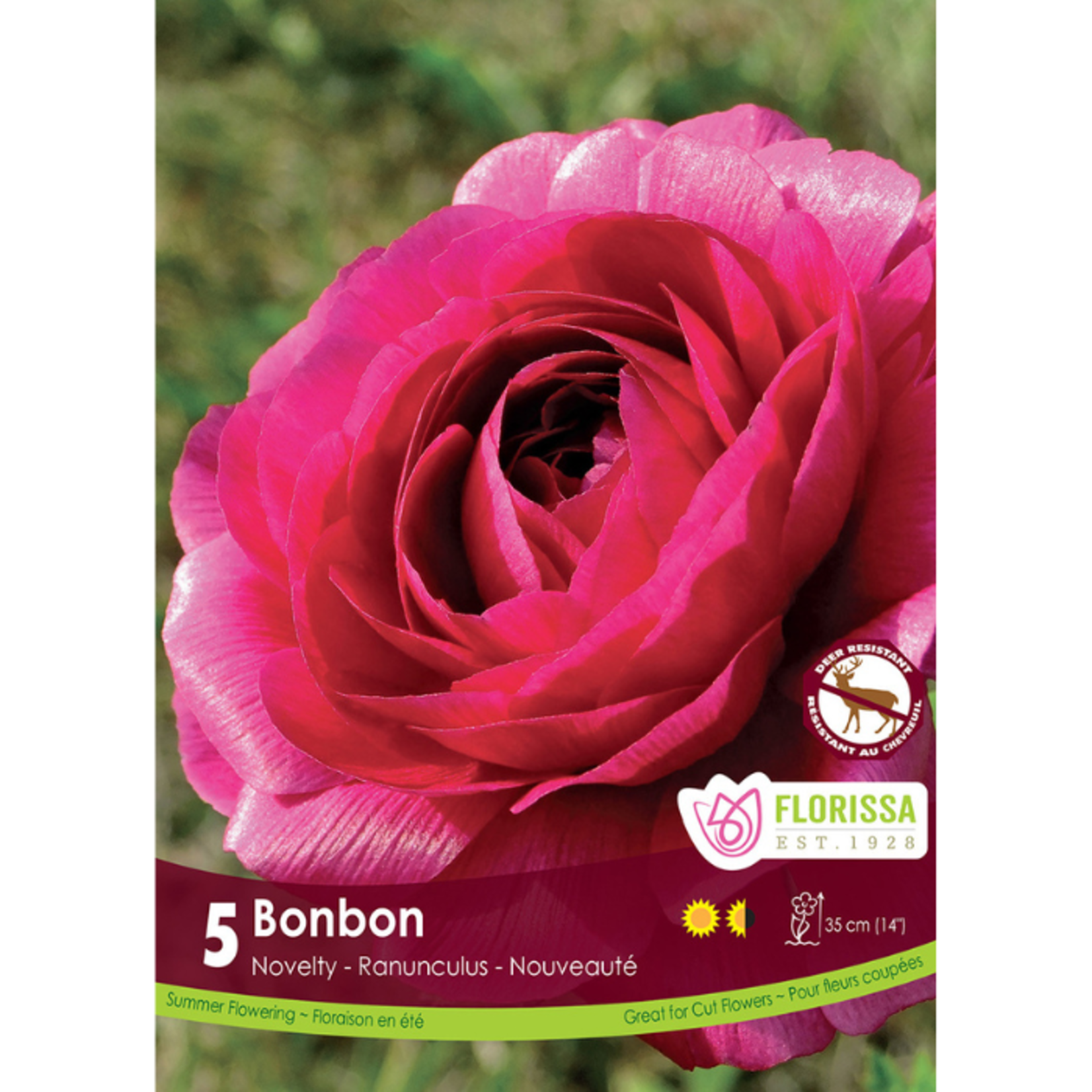 Florissa - Pkg 5 Ranunculus Amandine Bonbon