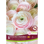 Florissa - Pkg 5 Ranunculus Amandine Chamallow