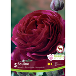 Florissa - Pkg 5 Ranunculus Amandine Pauline