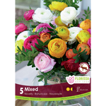 Florissa - Pkg 5 Ranunculus Mixed
