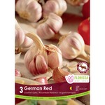 Florissa - Pkg 3 Garlic German Red Tops