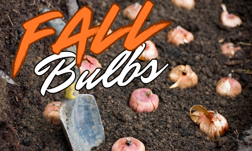 Incoming: Fall Bulbs