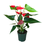 Anthurium andraeanum Flamingo Lily - Red