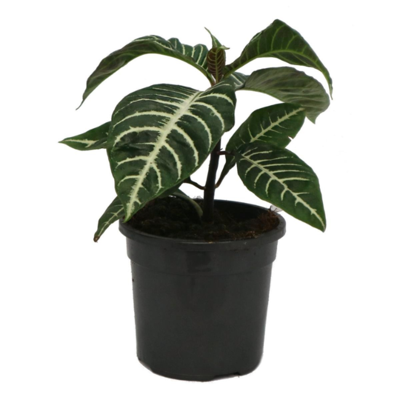 Aphelandra Zebra Plant 4in Pot