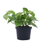 Epipremnum aureum 'Marble Queen' Pothos