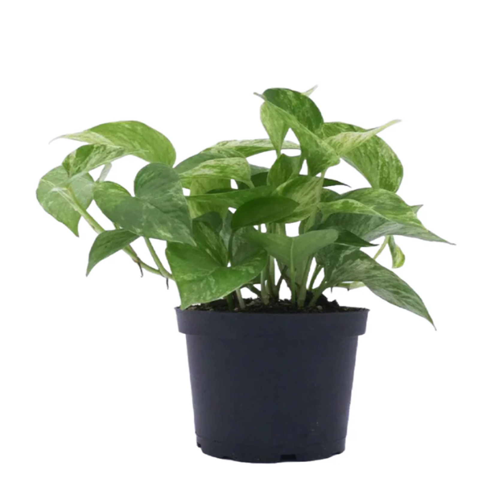 Epipremnum aureum 'Marble Queen' Pothos