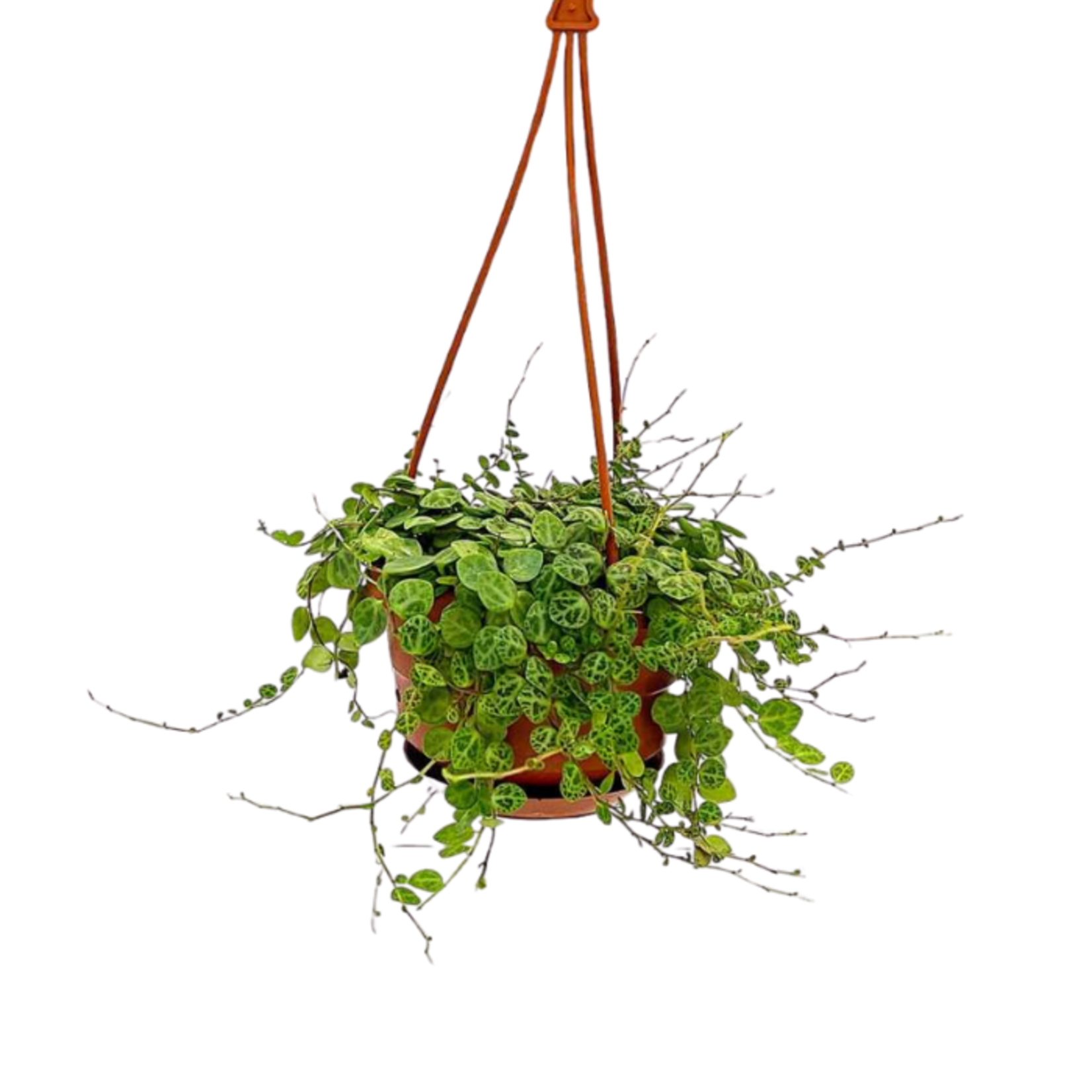 Peperomia String of Turtles 6in Hanging Basket