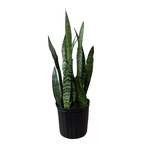 Sansevieria sp. Assorted