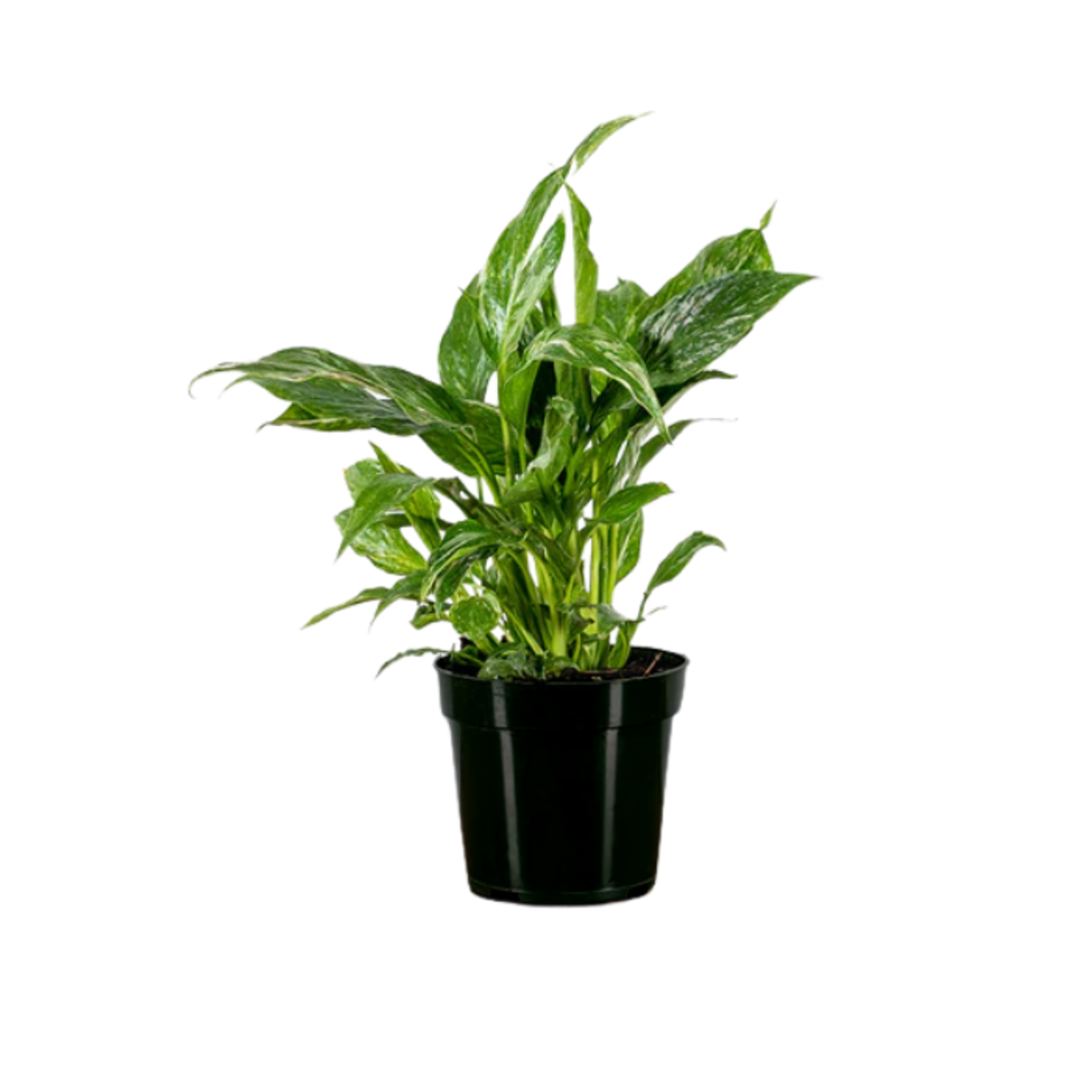 Spathiphyllum Mojo Peace Lily 4in Pot