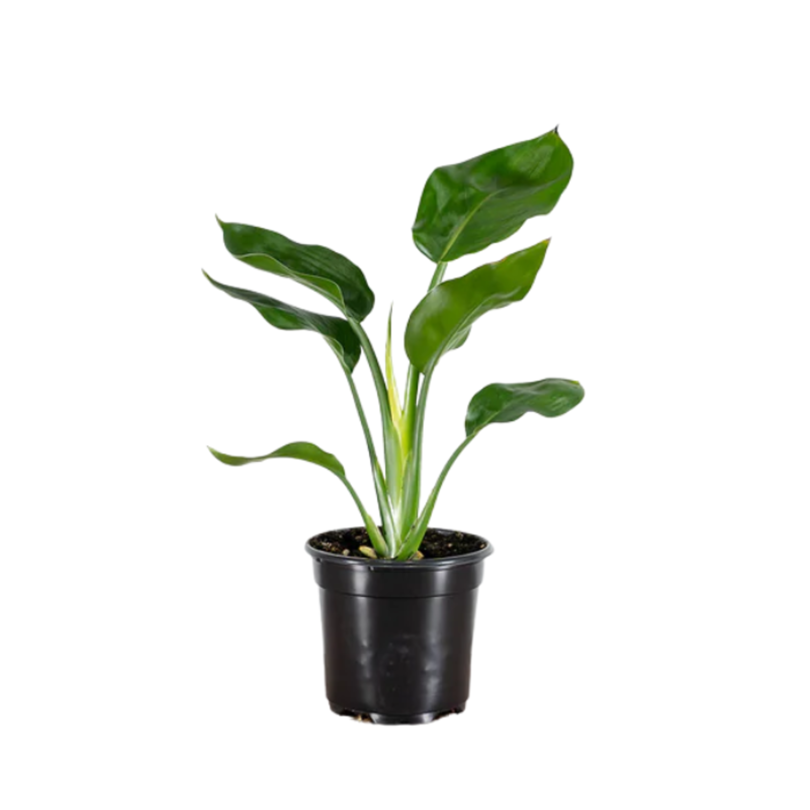 Bird of Paradise Orange 4in Pot