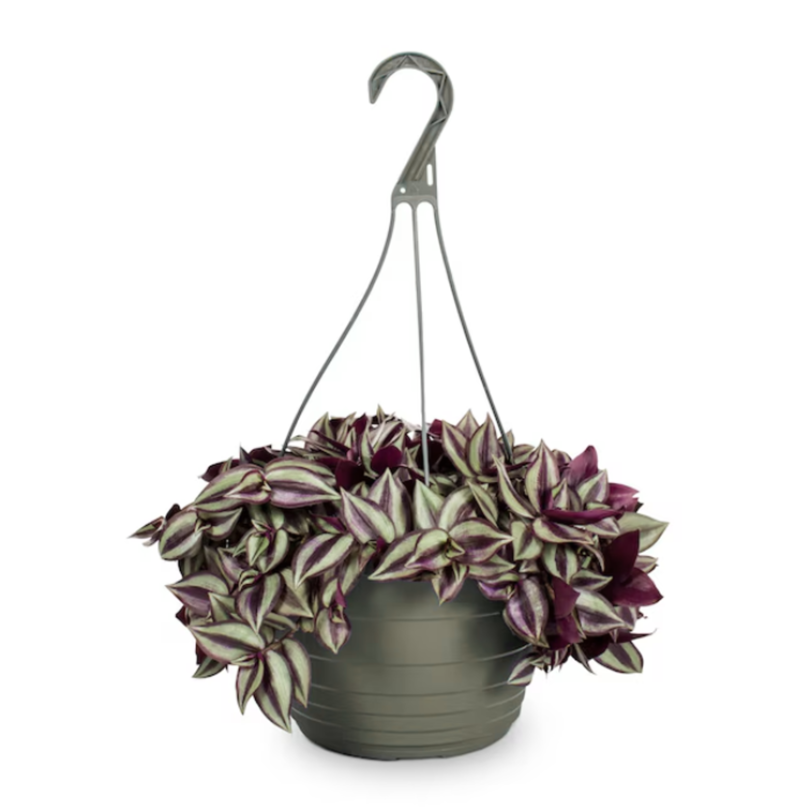 Tradescantia zebrina 'Purple Inch'