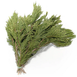 Bundle of Cedar Greens