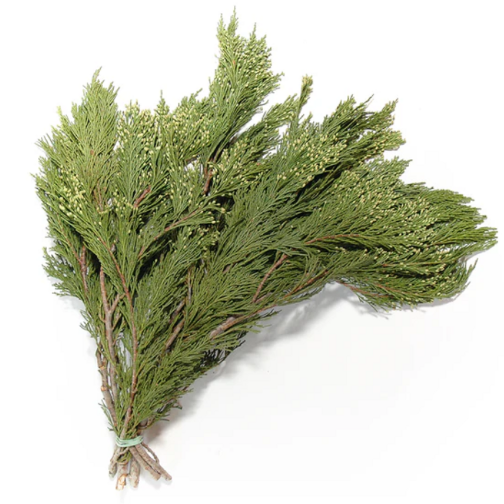 Bundle of Cedar Greens