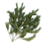 Bundle of White Pine Greens