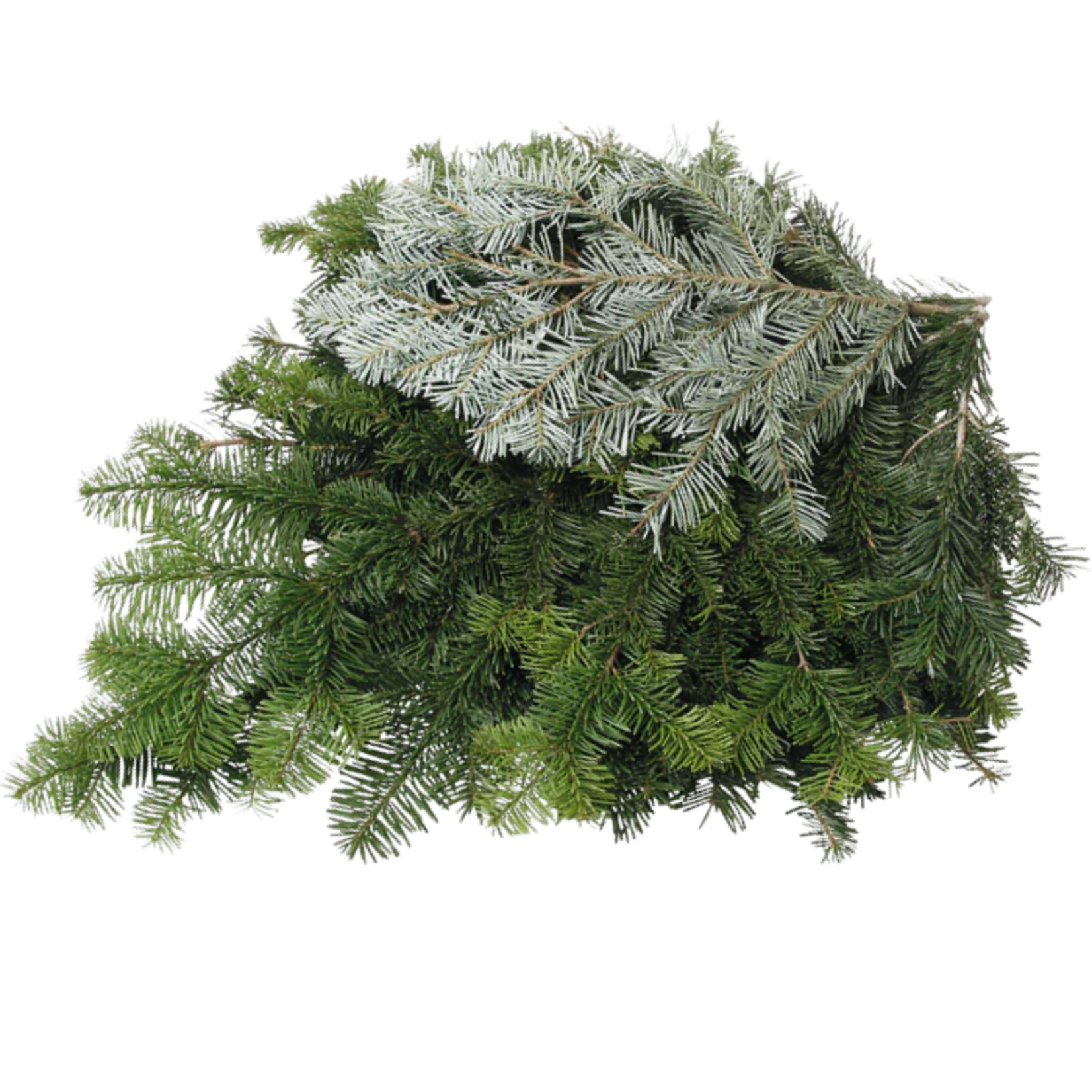 Bundle of Silver Fir Greens