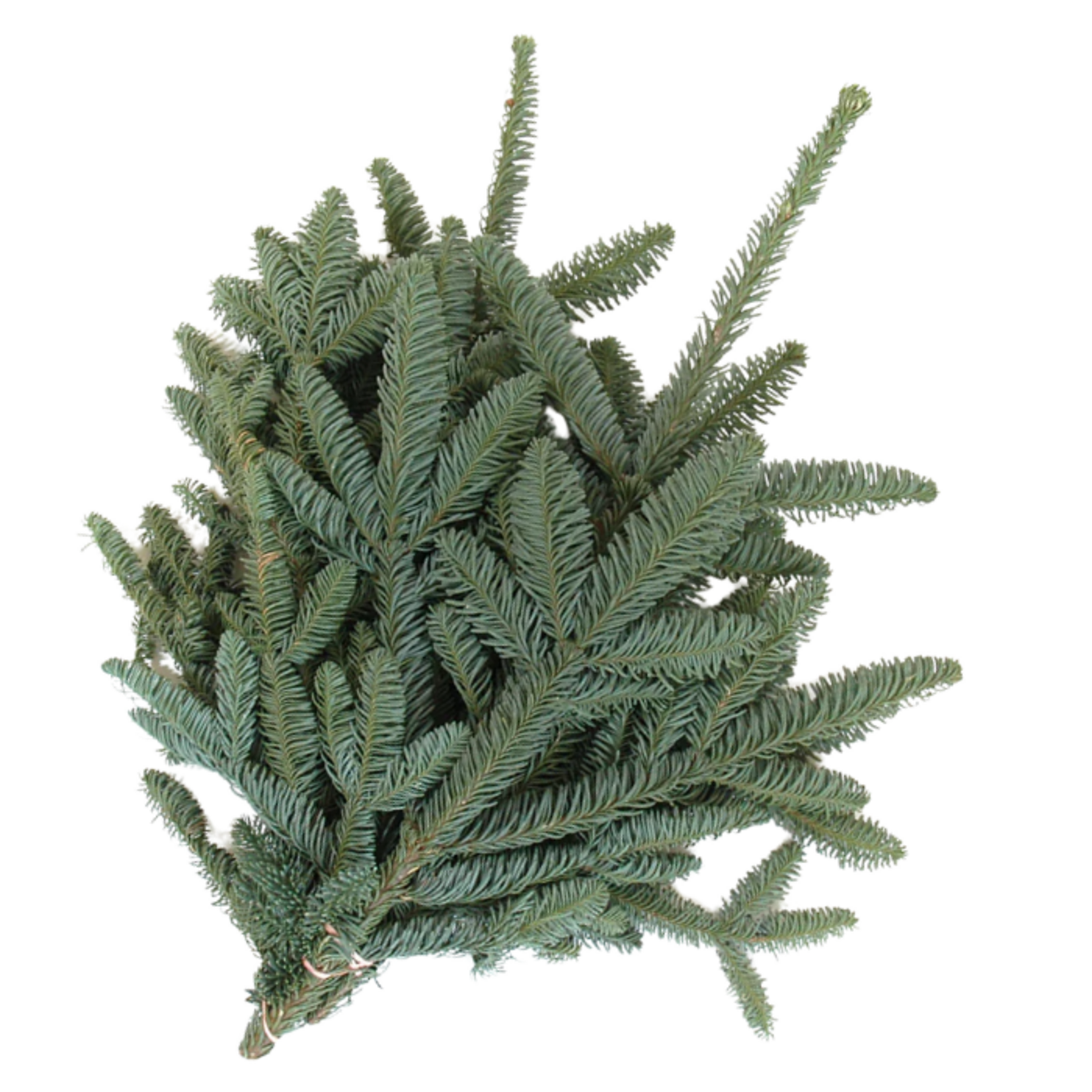 Bundle of Noble Fir Greens