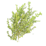 Bundle of Oregonia Tips