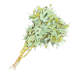 Bundle of Seeded Eucalyptus