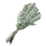 Bundle of Baby Blue Eucalyptus