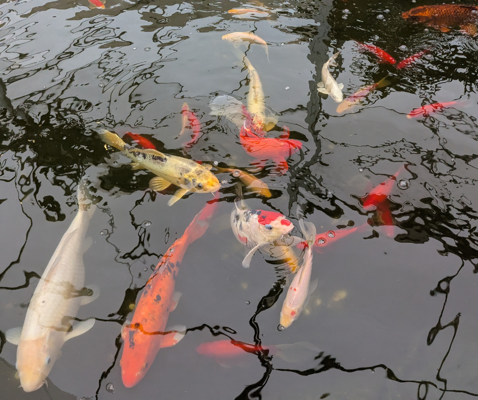 Colorful koi fish in the café pond