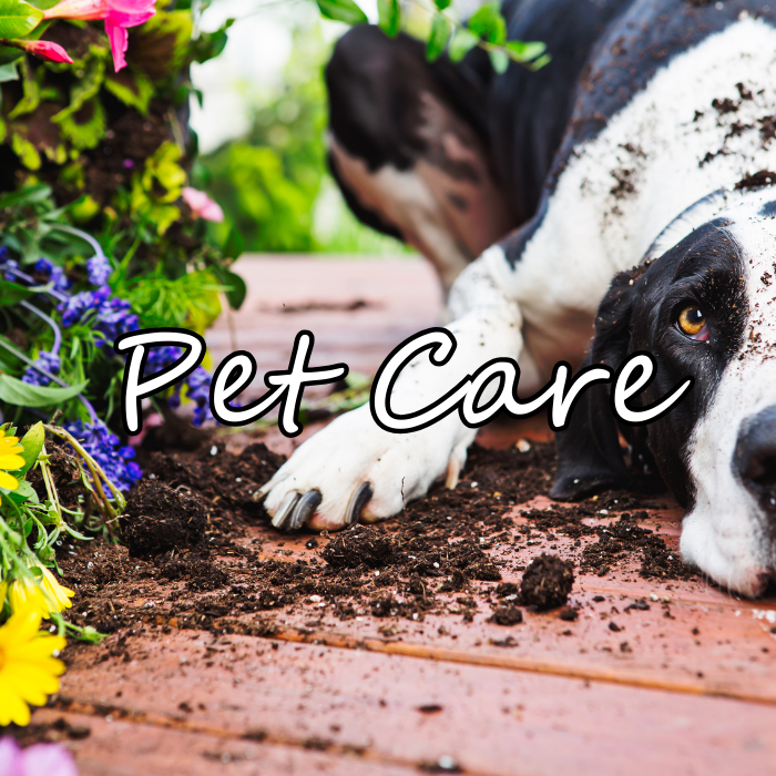 Pet Care