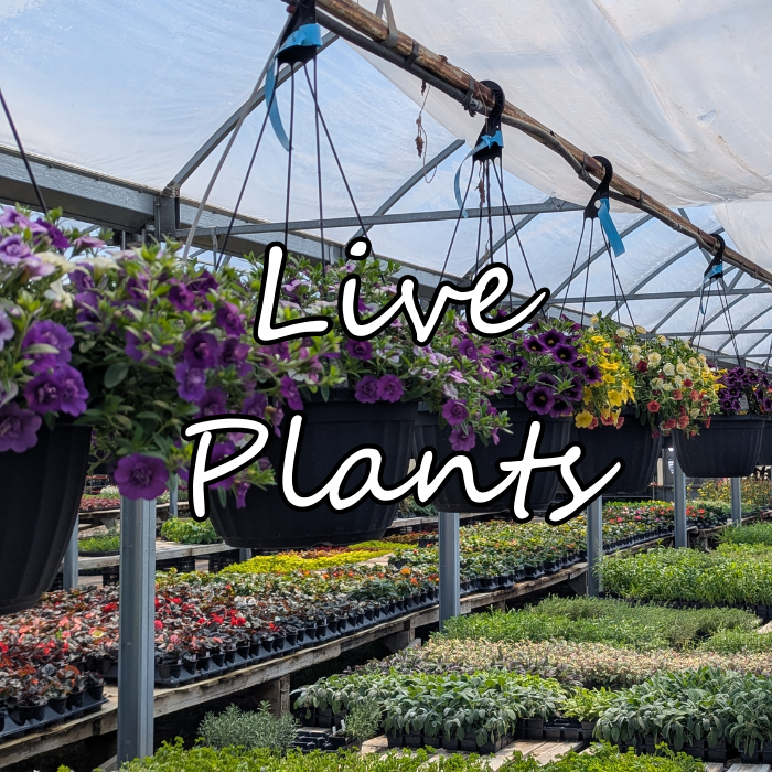 Live Plants