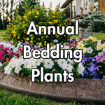 Annuals