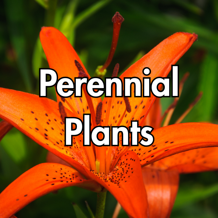 Perennials