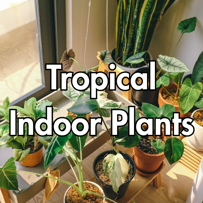 Tropical Indoor Plants