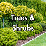 Nursey - Trees & Shrubs
