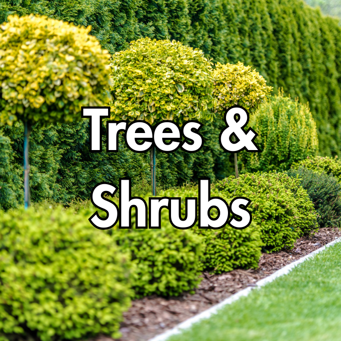 Trees & Shrubs
