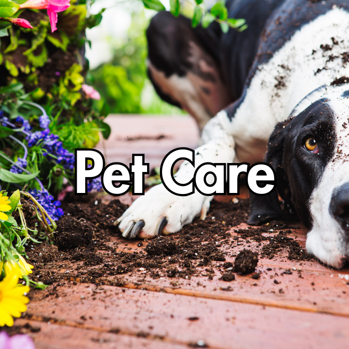 Pet Care