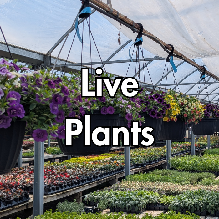 Live Plants