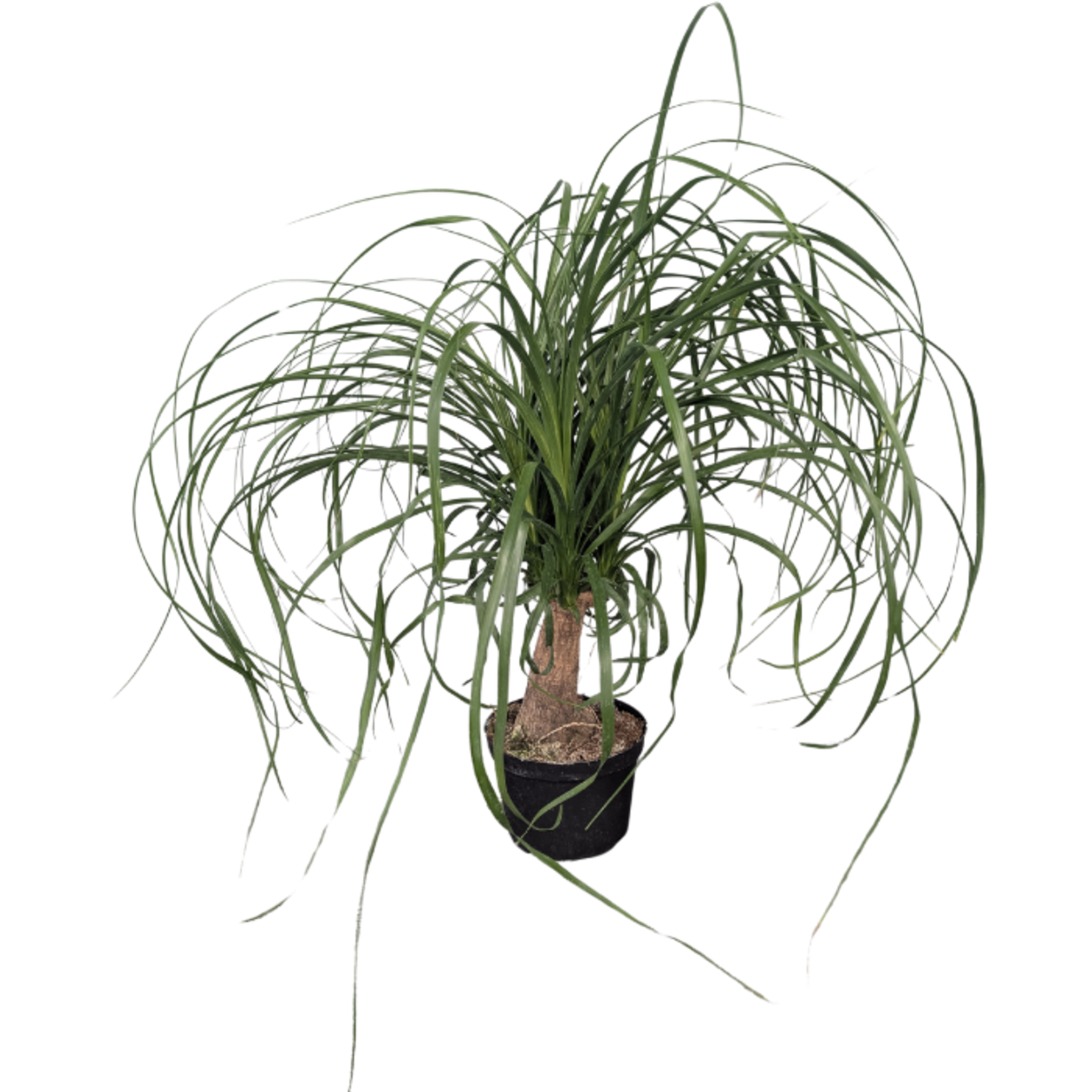 Beaucarnea recurvata (Ponytail Palm)