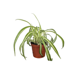 Chlorophytum comosum 'Bonnie' Curly Bonnie Spider Plant
